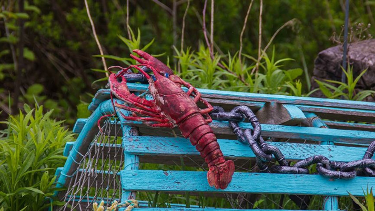 Die neuen Funktionen von Lobster_pim