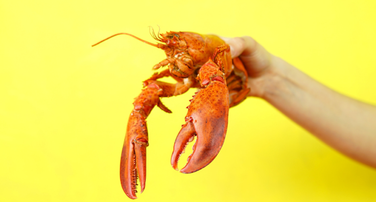 Neues bei Lobster_pim